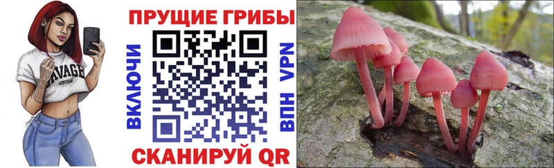 Галлюциногенные грибы Psilocybe  где можно купить   Янаул 